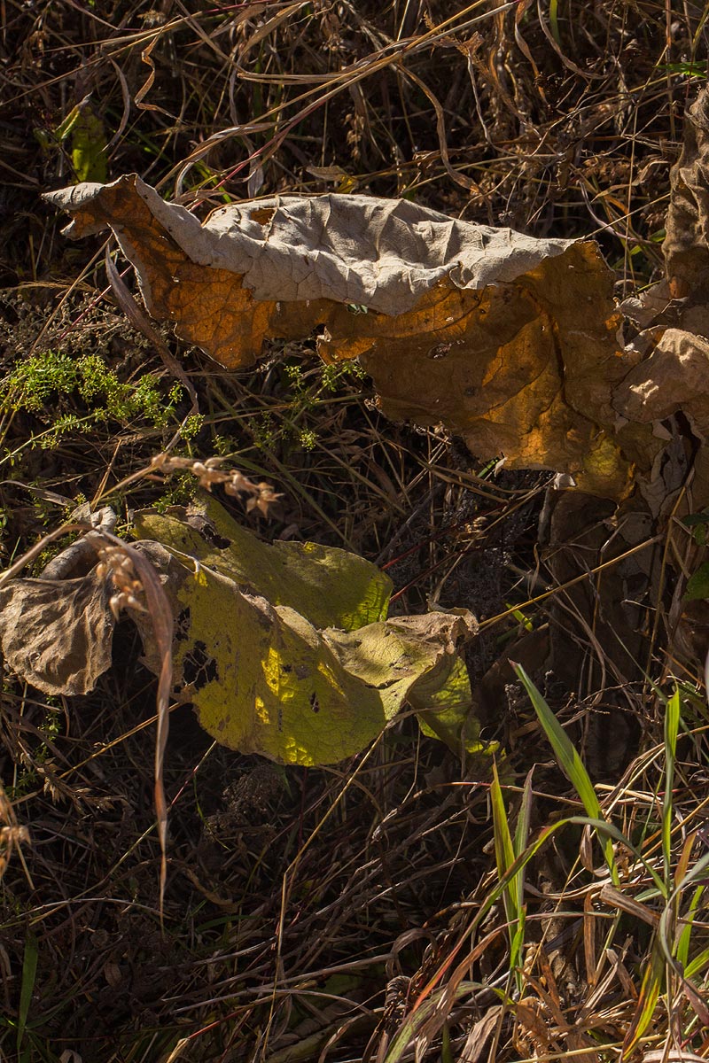 Inula glomerata