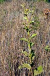 Inula glomerata