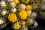 Inula glomerata