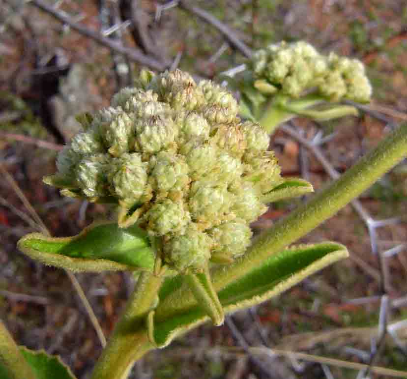 Inula glomerata