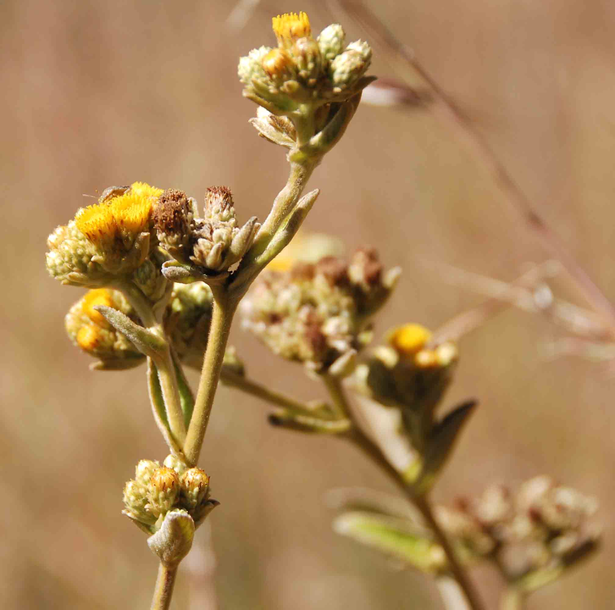 Inula glomerata