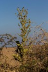 Inula glomerata