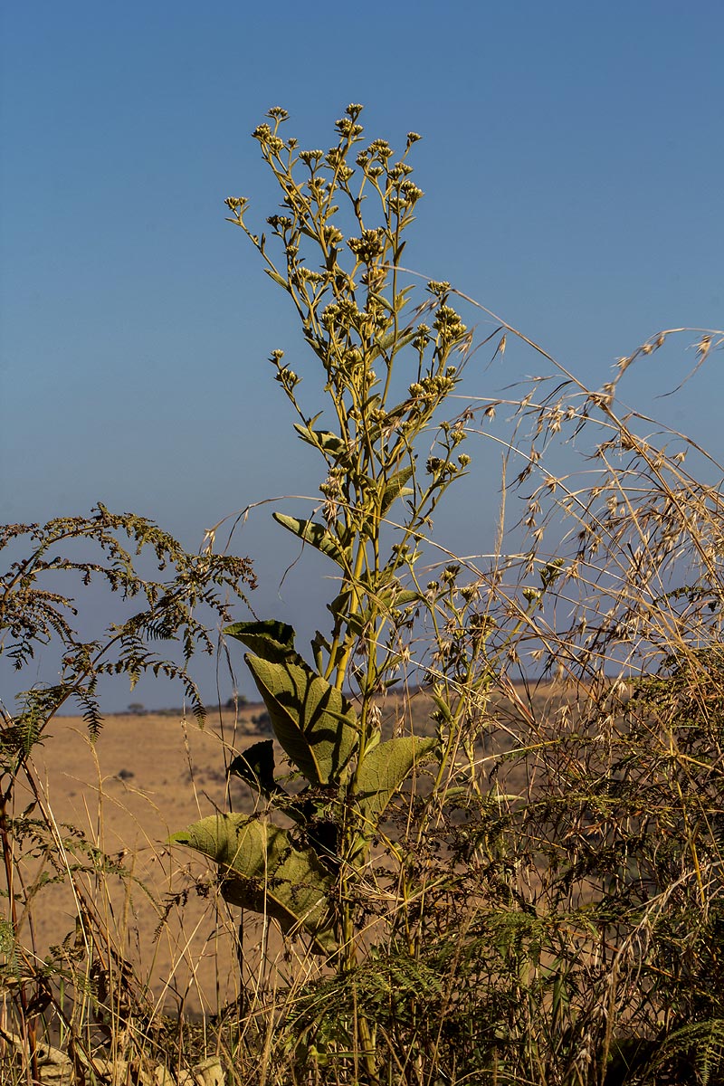 Inula glomerata