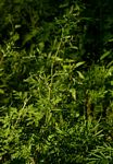 Ambrosia maritima