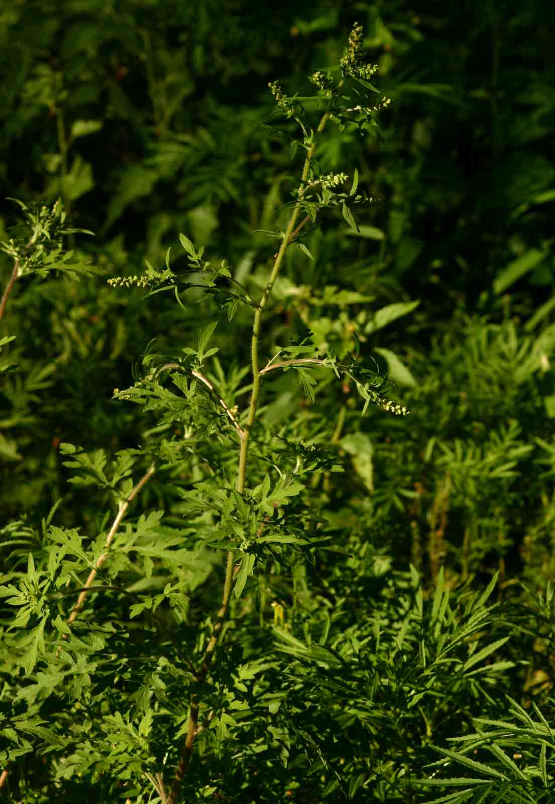 Ambrosia maritima