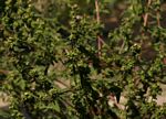 Ambrosia maritima
