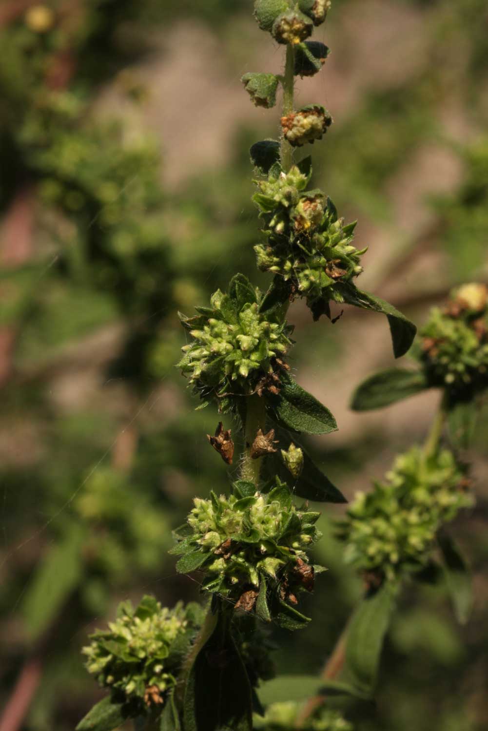 Ambrosia maritima