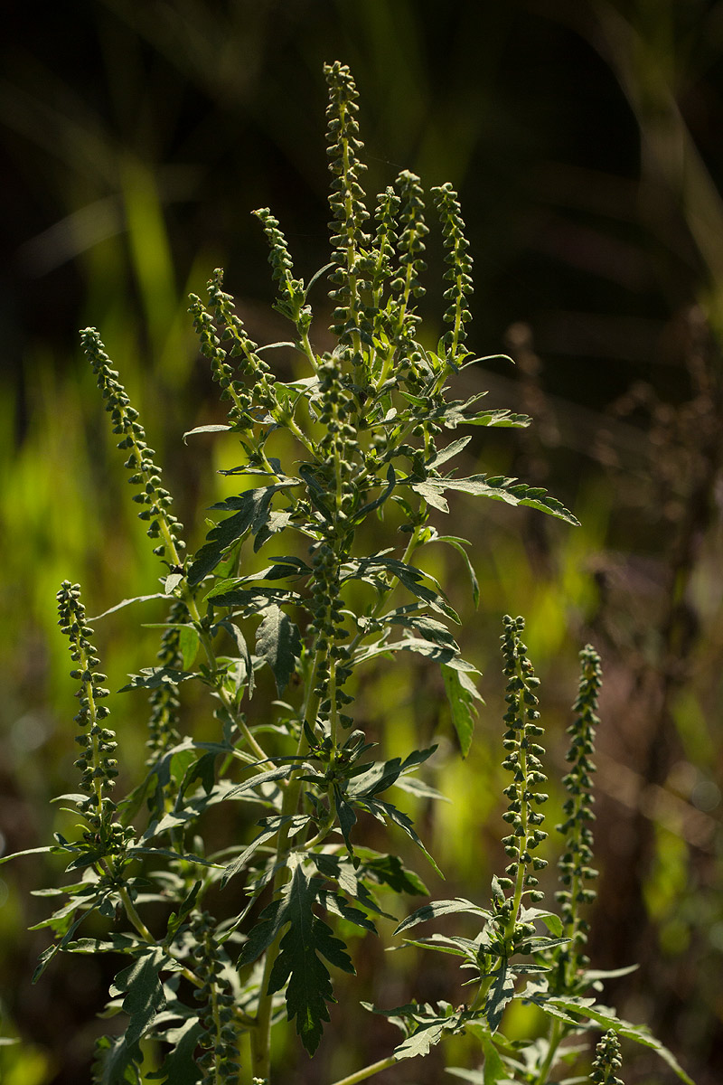 Ambrosia maritima