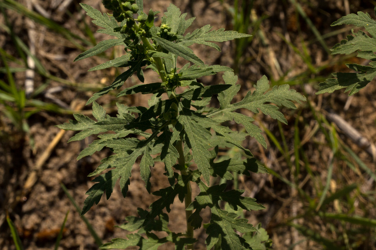 Ambrosia maritima