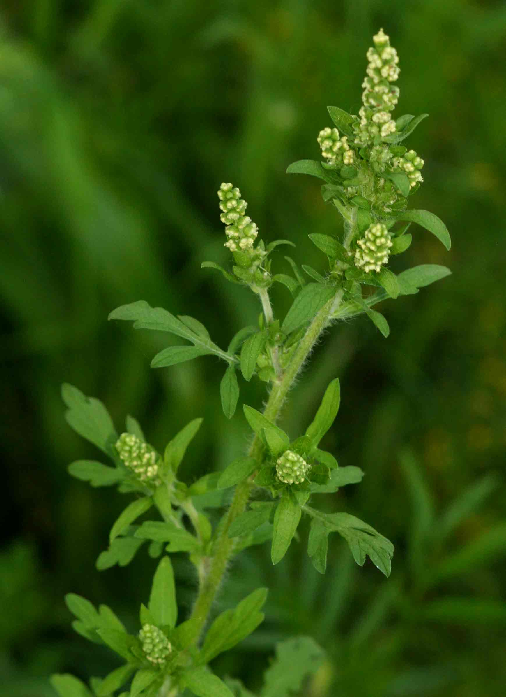 Ambrosia maritima