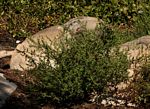 Ambrosia maritima