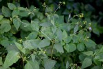 Sigesbeckia orientalis