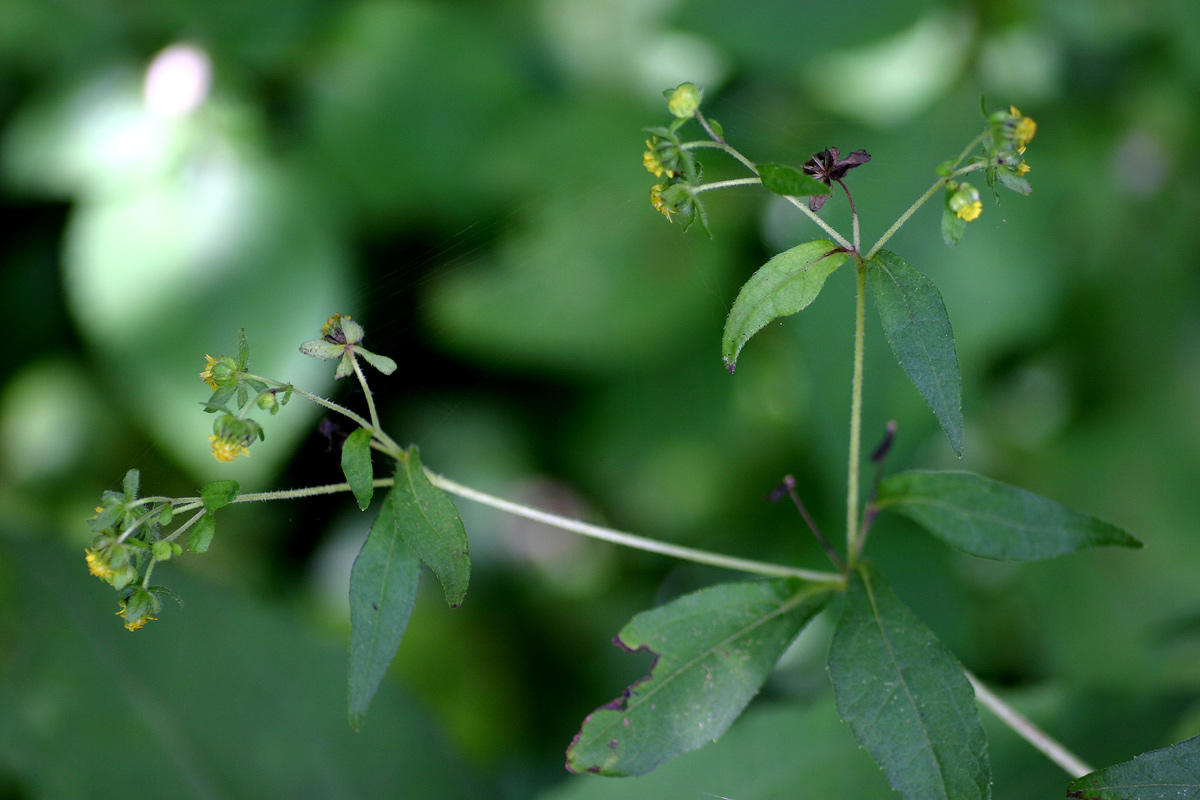 Sigesbeckia orientalis