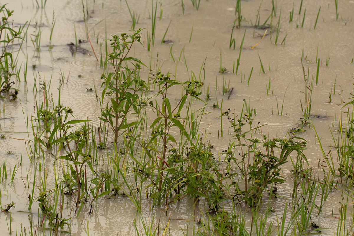 Eclipta prostrata