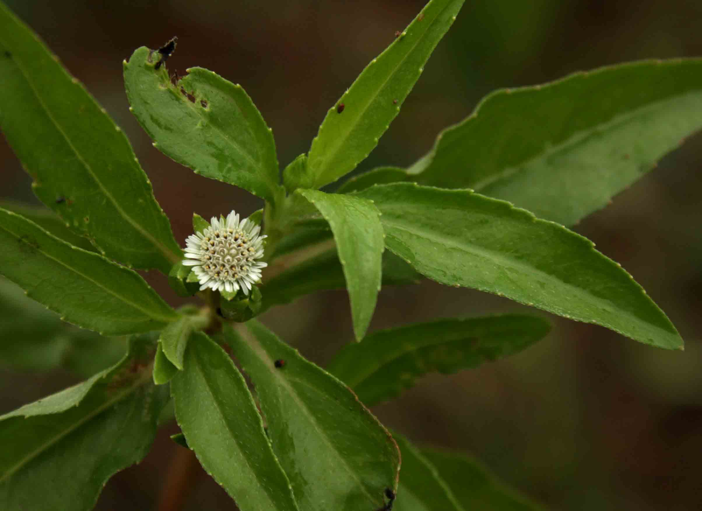 Eclipta prostrata