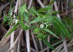 Eclipta prostrata