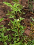 Eclipta prostrata