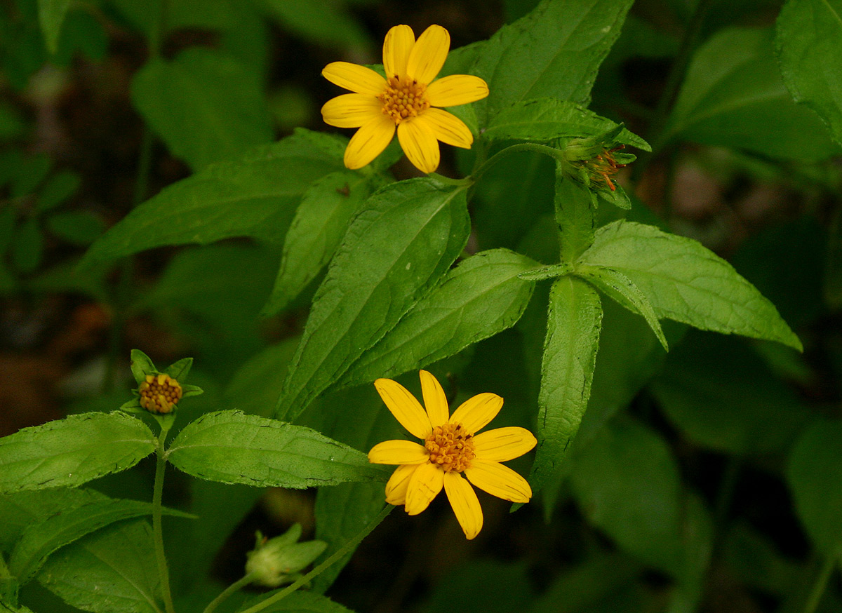 Aspilia mossambicensis