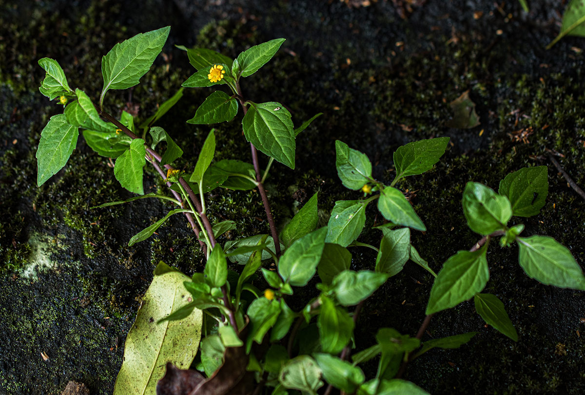 Acmella caulirhiza