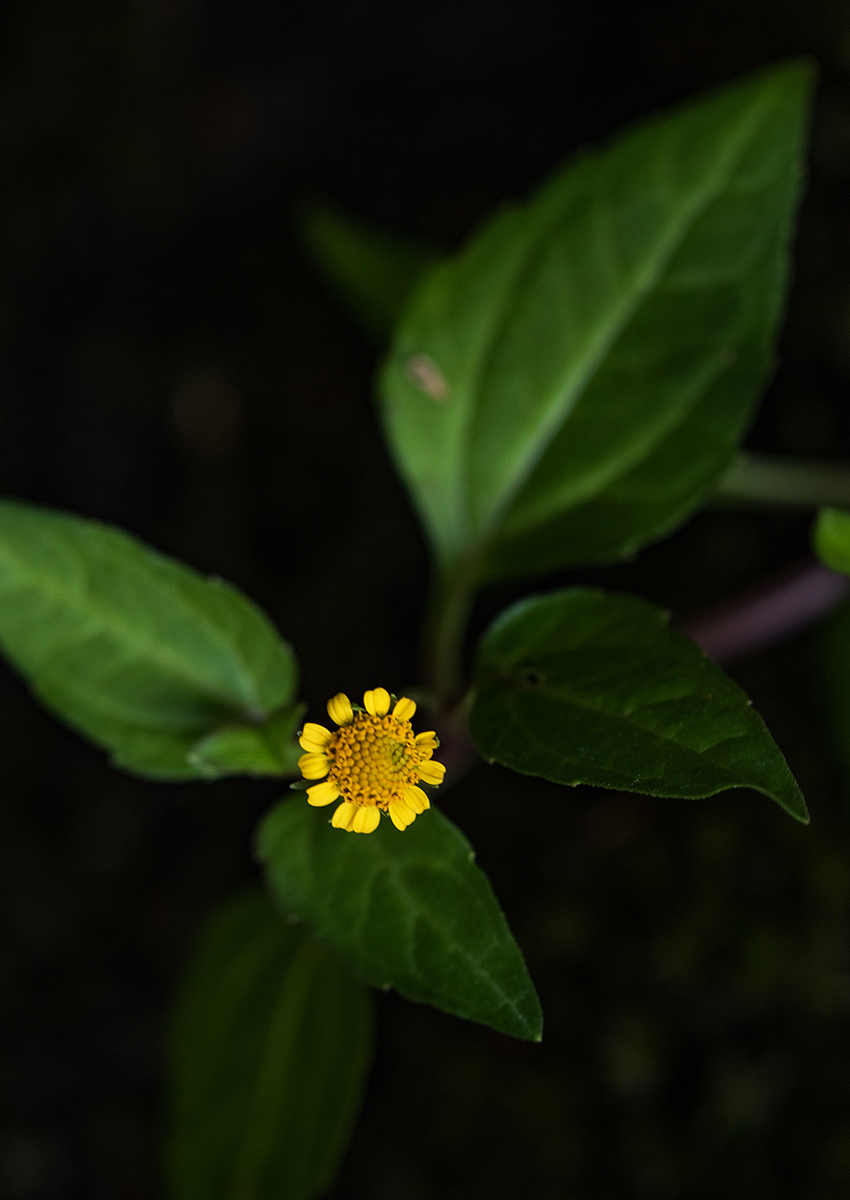Acmella caulirhiza