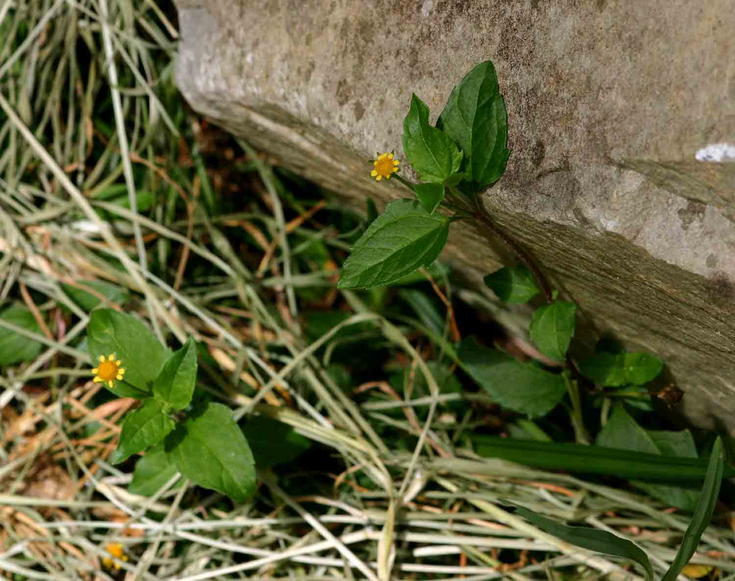 Acmella caulirhiza