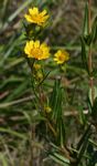 Guizotia scabra