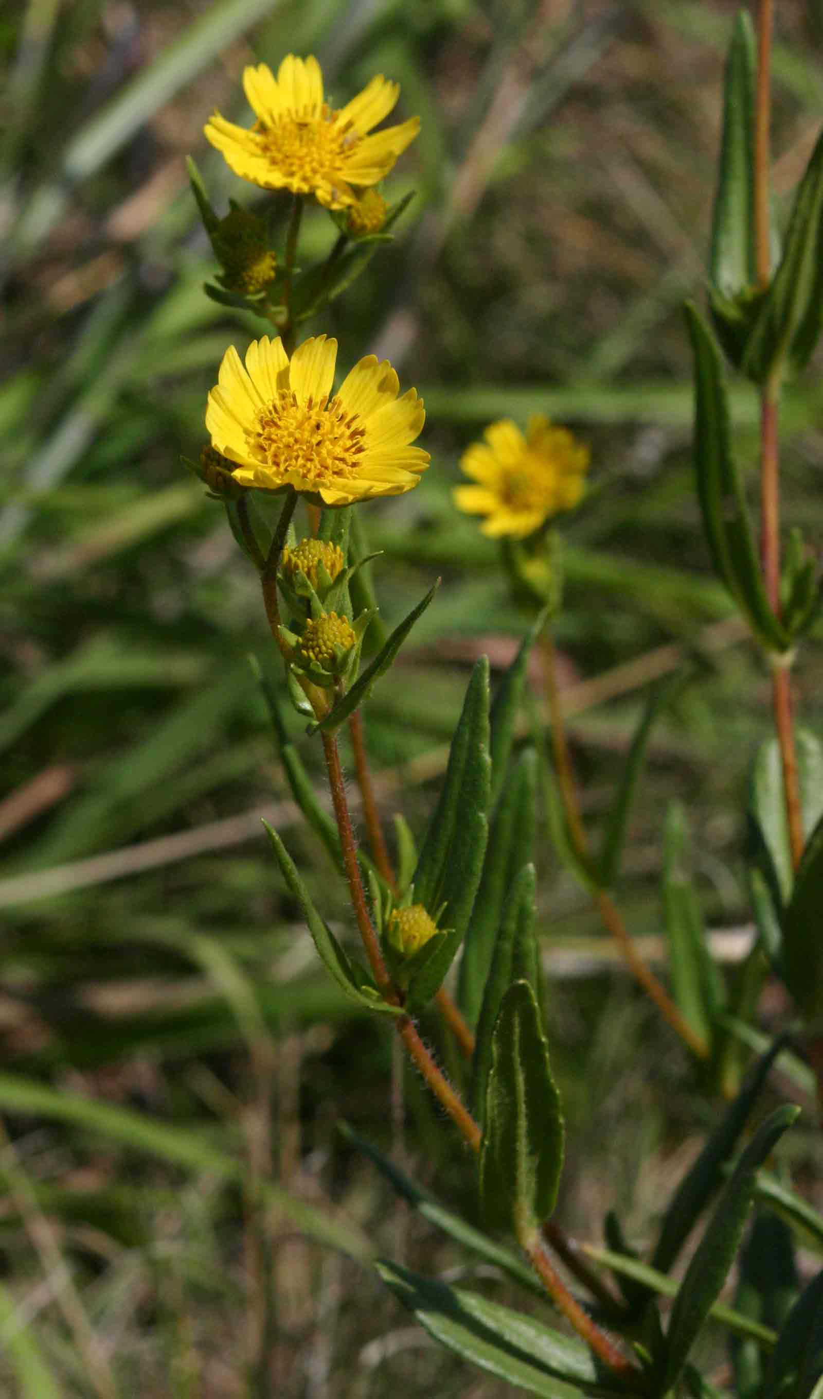 Guizotia scabra