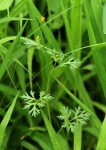 Chrysanthellum indicum subsp. afro-americanum