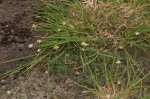 Tridax procumbens