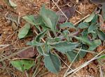 Tridax procumbens