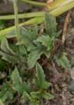 Tridax procumbens