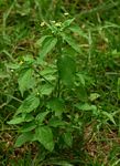 Galinsoga parviflora