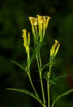 Tagetes minuta