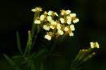Tagetes minuta