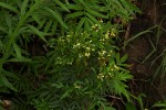 Tagetes minuta