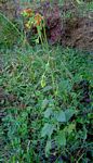 Crassocephalum crepidioides