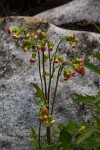 Crassocephalum crepidioides
