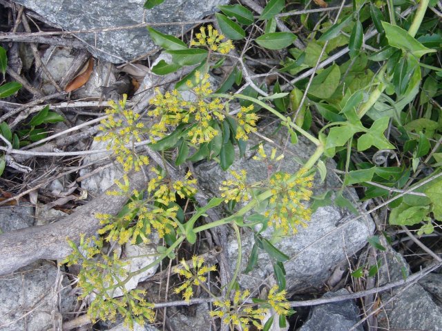 Solanecio angulatus