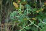 Solanecio angulatus