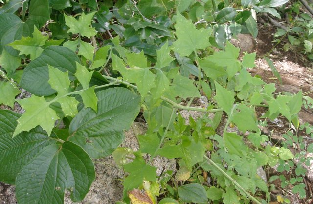 Solanecio angulatus