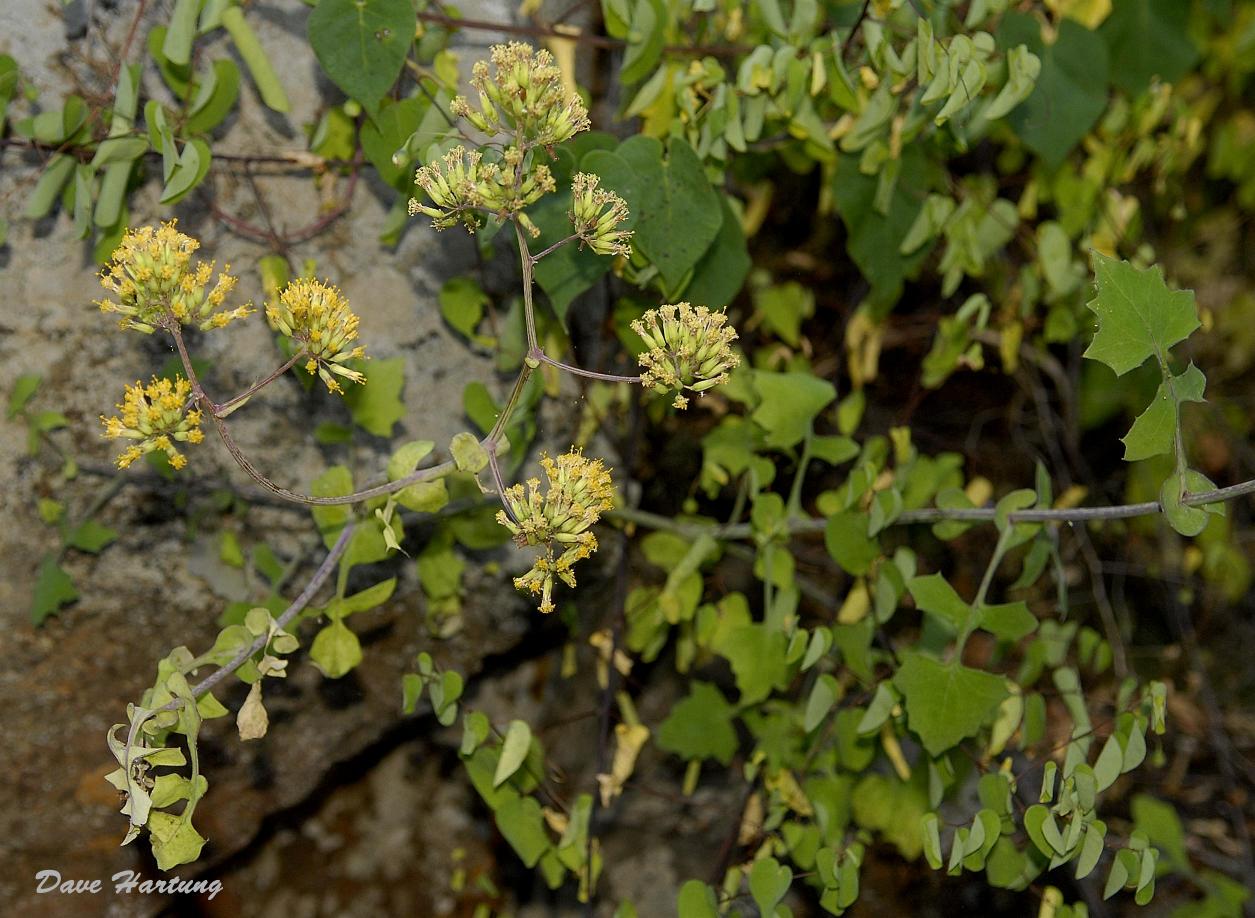 Solanecio angulatus