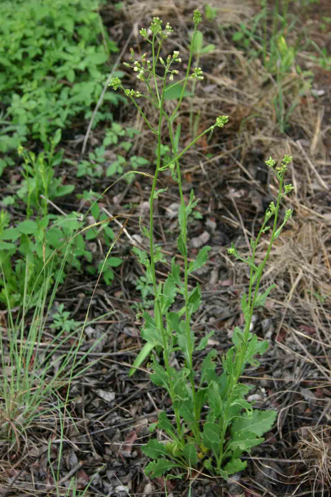 Senecio hochstetteri