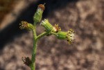 Senecio hochstetteri