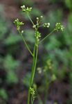 Senecio hochstetteri