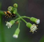 Senecio hochstetteri