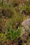 Senecio hochstetteri
