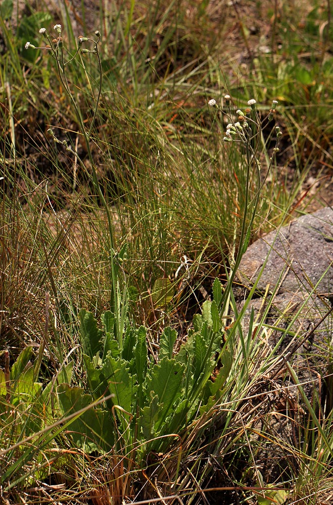Senecio hochstetteri