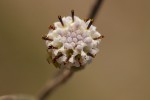 Senecio hochstetteri