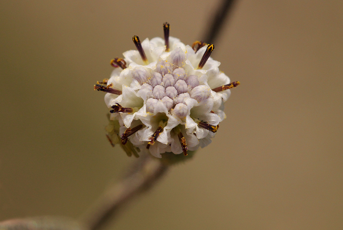 Senecio hochstetteri