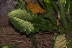 Senecio hochstetteri